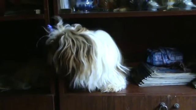 Шкодина! :-) Или ши-тцу понадобились журнальчики.
