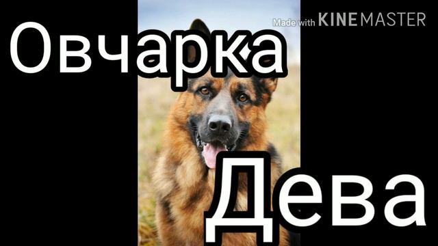 Кто ты по знаку зодиака из Породистых Собак?