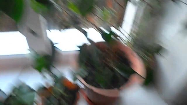 Цветы в доме. Фикус в домашних условиях. смотреть онлайн