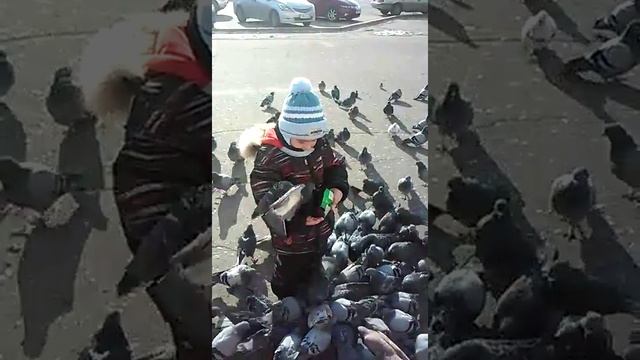 Кормление голубей смотреть онлайн