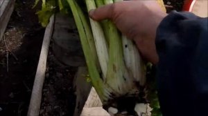Напиток для мужской силы или как мы выращиваем сельдереи
