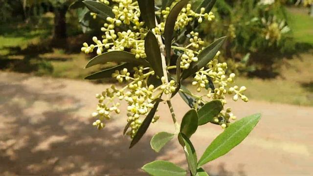 Скоро зацветёт оливковое дерево в Стамбуле смотреть онлайн