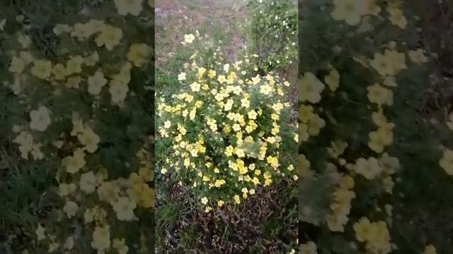 Potentilla fruticosa ?️