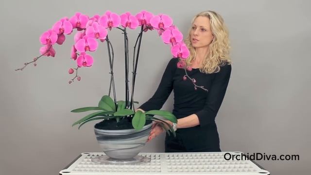 Flamenco Orchid Arrangement by Orchid Diva - New York City смотреть онлайн