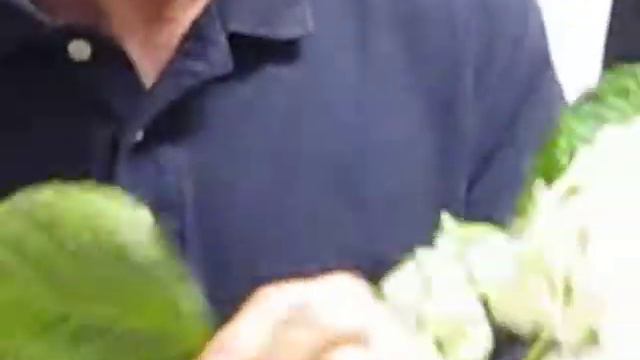 Hydrangea Part 1 смотреть онлайн