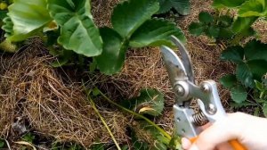 ПОКАЗЫВАЮ удаление усов у клубники