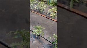 Как избавиться от сорняков в теплице 1часть