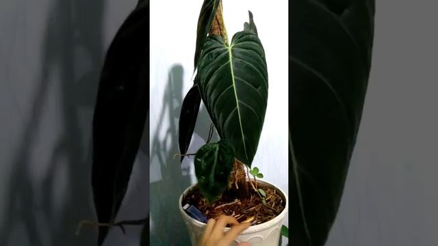 Pesona tanaman hias (philodendron melanocrysum)