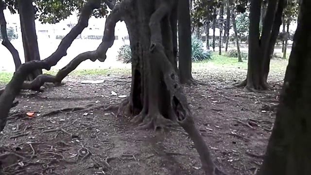 Velecvetna magnolija (Magnolia grandiflora), Gorica, Italija смотреть онлайн