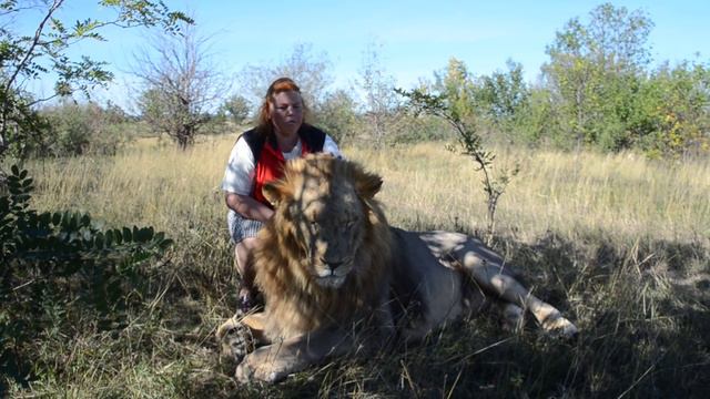 300 килограммового льва "выбивают" как подушку ! смотреть онлайн