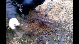 Отличный коп с Минелаб Сафари!