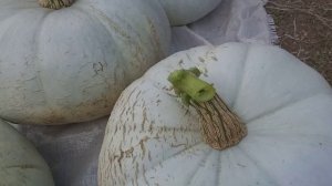 Канал Ельаман 84 представляет. Мини-обзор тыквы сорта "волжская серая".