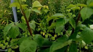 Ежевика, сорт Прайм Арк Фридом. Первый плод. 20.08.17.