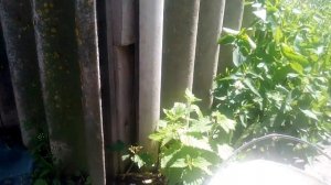 Как бороться с болезнями Картофеля-Фитофтороз,и чем его лечить.