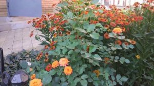 Роза Оранж Беби 07.08.2023.