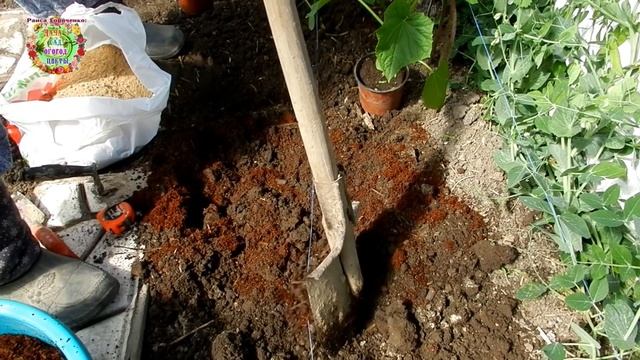 КАК ПОСАДИТЬ ОГУРЦЫ, ЧТОБЫ БЫЛО МНОГО-МНОГО ОГУРЦОВ? НАШ СЕКРЕТ ПОСАДКИ РАССАДЫ. ЛАЙФХАК ДЛЯ ОГОРОД