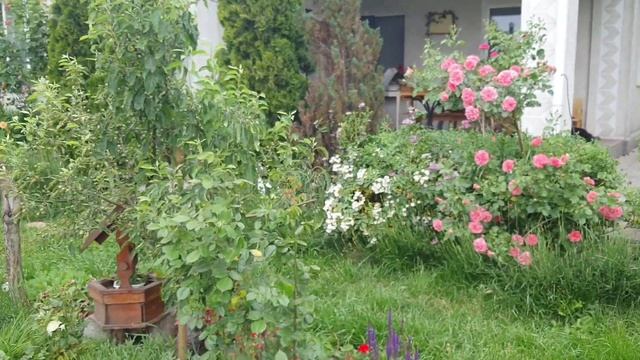 ДАЧА VLOG / уход за розами июнь/ дачные заботы смотреть онлайн