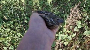 Ловля птиц. Желчная овсянка, сорокопут, вертишейка, чечевица и всякая насекомоядная мелочь!