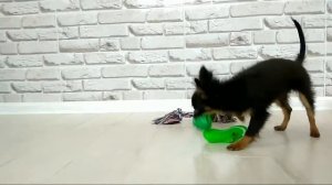 Русский той, Russian Toy, Длинношерстный той, Собаки породы той-терьер.