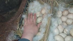 ДВЕ ИНДОУТКИ В ОДНОМ ГНЕЗДЕ !! ЧТО С ЭТИМ ДЕЛАТЬ ?? КАК РАЗСАДИТЬ??
