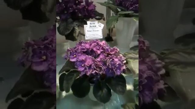 Новогодняя выставка фиалок смотреть онлайн