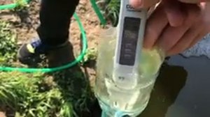 Как правильно подкармливать клубнику?