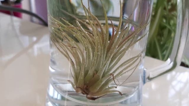 Тилландсия фиалкоцветковая (Tillandsia ionantha).