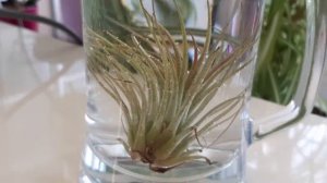 Тилландсия фиалкоцветковая (Tillandsia ionantha).
