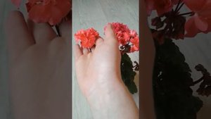 Сортовая пеларгонии Annsbrook peaches. Мои любимые рыжики и лососики!!!!