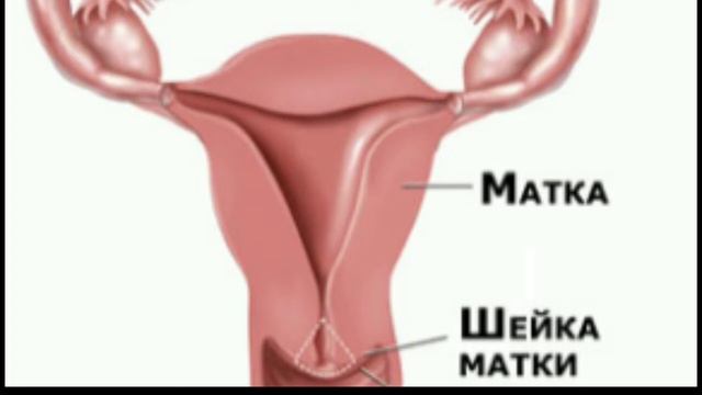БАЧАДОН БУЙНИ ЭРОЗИЯСИ, САБАБЛАРИ, БЕЛГИЛАРИ ВА ДАВОЛАШ