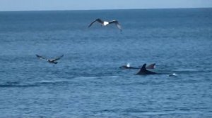 Дельфины на Чёрном море