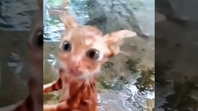 Какой-то котик