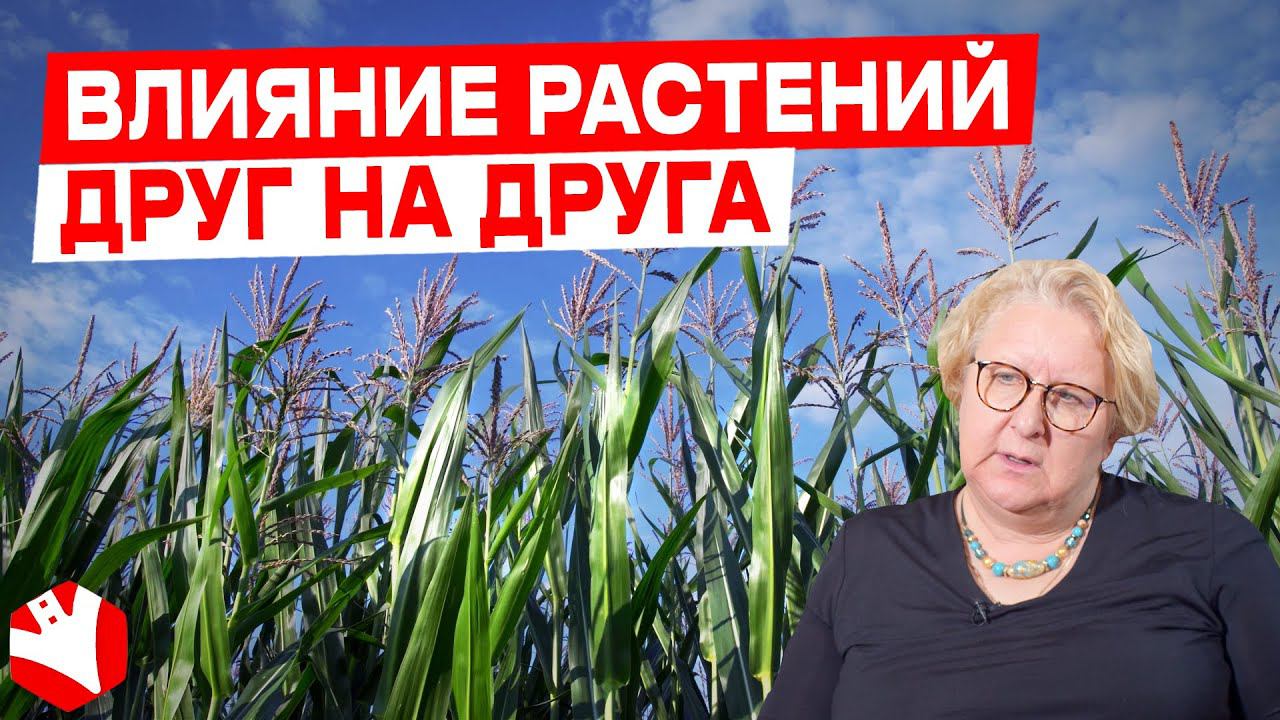 Как растения влияют друг на друга? | Аллелопатия | Растениеводство | КУЛЬТИВАТОР