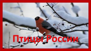 Птицы России. Окружающий мир
