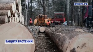 В России введут уголовную ответственность за уничтожение растений, внесенных в Красную книгу