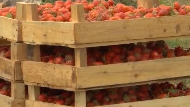 Крымский район Краснодарского края