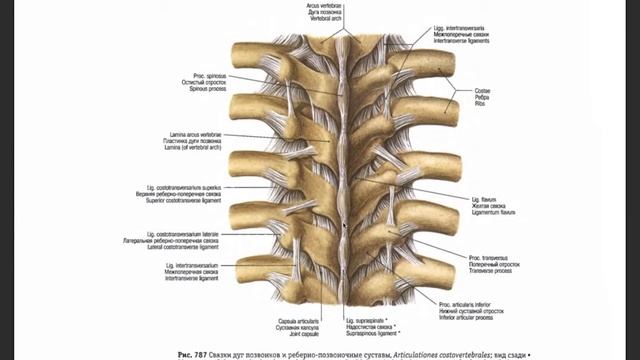 Урок 7. Суставы начало. Соединение костей туловища смотреть онлайн