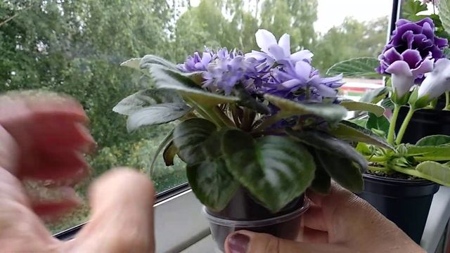 Фитильный полив подходит не всем. Новые сорта полумини фиалок в моей коллекции