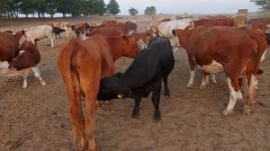 Бычок от быка породы абердин-ангус