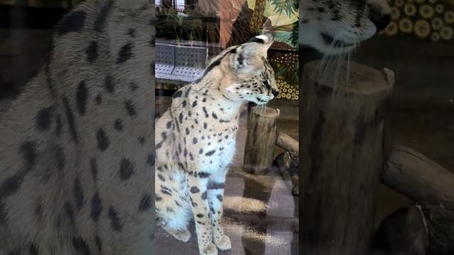 Сервал, коты безумно красивы!Serval, or bush cat, cats are insanely beautiful