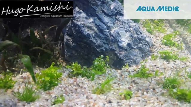 AQUAEL GLOSSY CUBE aquascaped by GEORGE FARMER