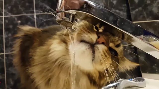 Джек пьет воду :) смотреть онлайн