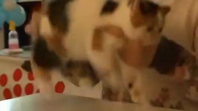 Породистые котята  Выставка   продажа