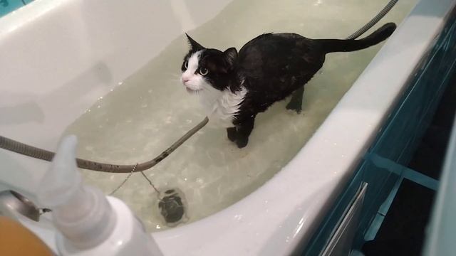 как правильно купать кошку от профессионала (куда я попала и где мои вещи) (: смотреть онлайн