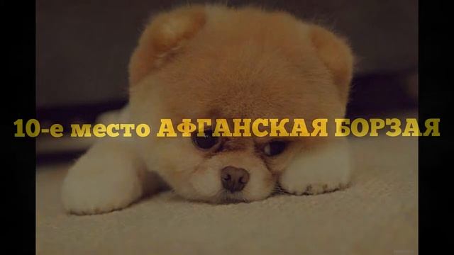 САМЫЕ КРАСИВЫЕ ПАРОДЫ СОБАК В МИРЕ.  TOP 20