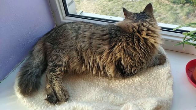 сибирский лесной кот отдыхет