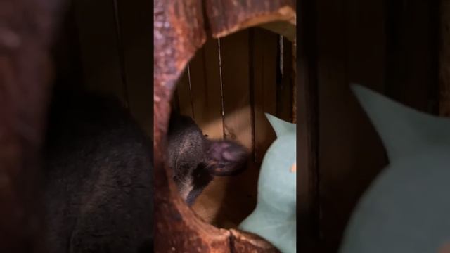 Сенегальский галаго смотреть онлайн