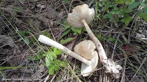 Подосиновик серый, поплавки и несколько видов других грибов