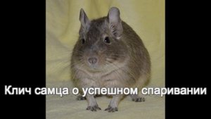 Звуки дегу