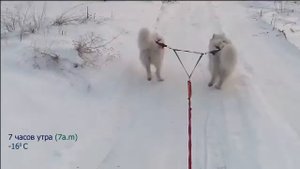 Собачья упряжка из 2 самоедов.  Самодельные нарты для собак.